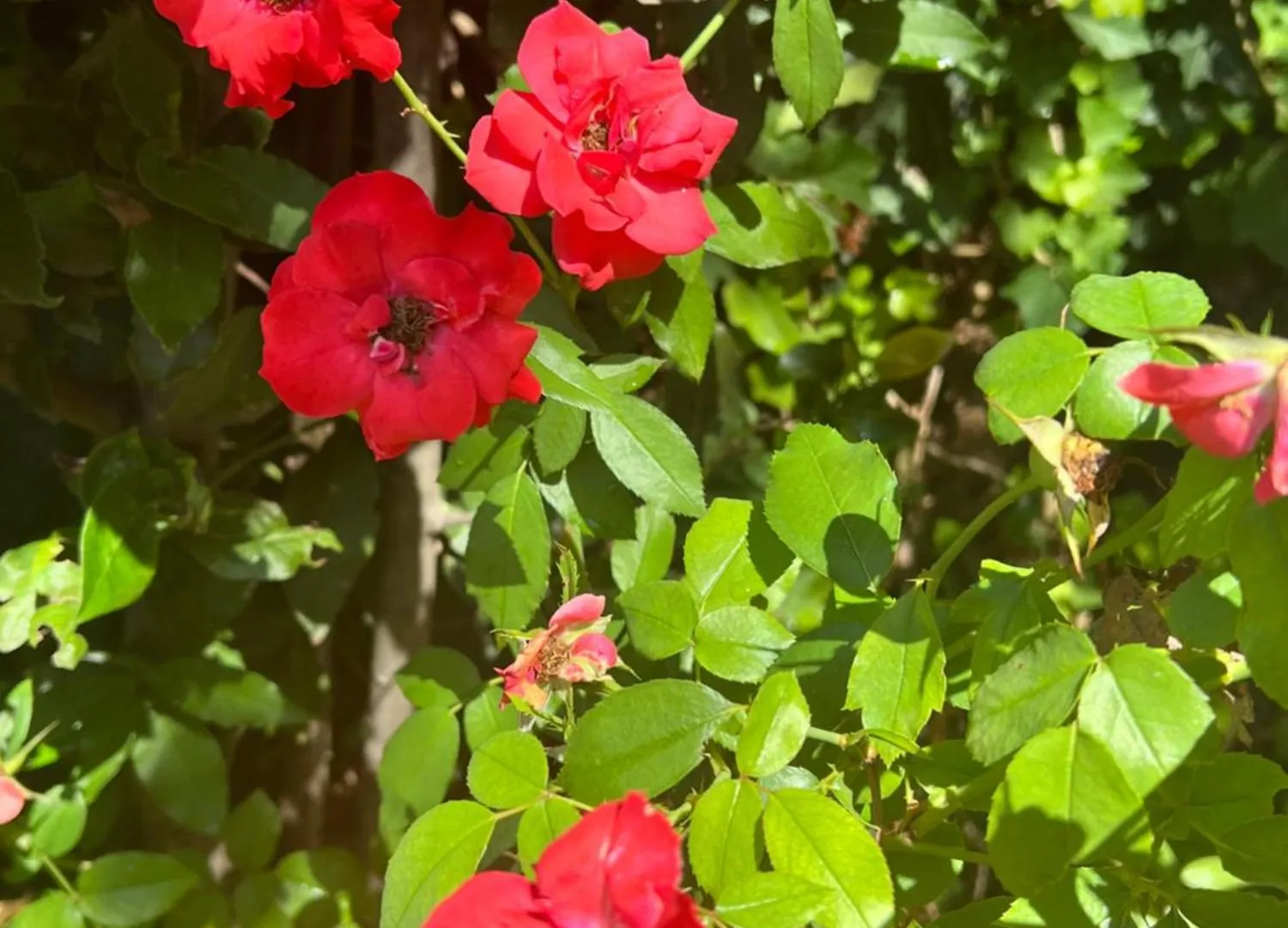 Apartment Garden Suite Castle Desenzano del Garda